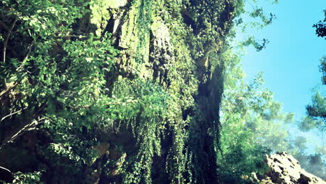 lush green foliage enveloping a rocky cliff under clear blue sky in daytime