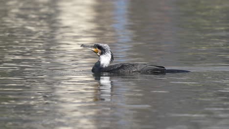 Un-Cormorán-Juvenil-Nadando-En-Un-Lago-Bajo-El-Sol.