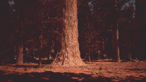 a large tree in a forest