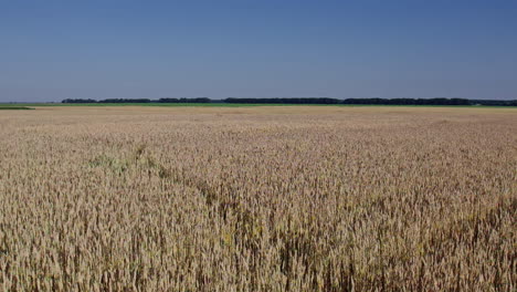 luchtbeeld van een prachtig uitgestrekt geel veld van rijpe tarweplanten