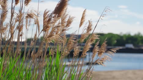 cinematic reed. beach in stamford, connecticut