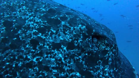 una enorme raya de mármol nada cerca de la cámara con tiburones martillo salvajes en el fondo