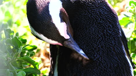 Rutina-De-Aseo-De-Los-Pingüinos-Del-Cabo-Mientras-Se-Acicalan-Las-Plumas,-Vista-Cercana