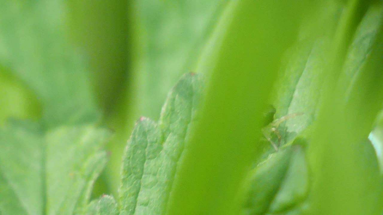 tiro macro de una araña saltadora negra con piernas transparentes caminando sobre una licencia verde en cámara lenta