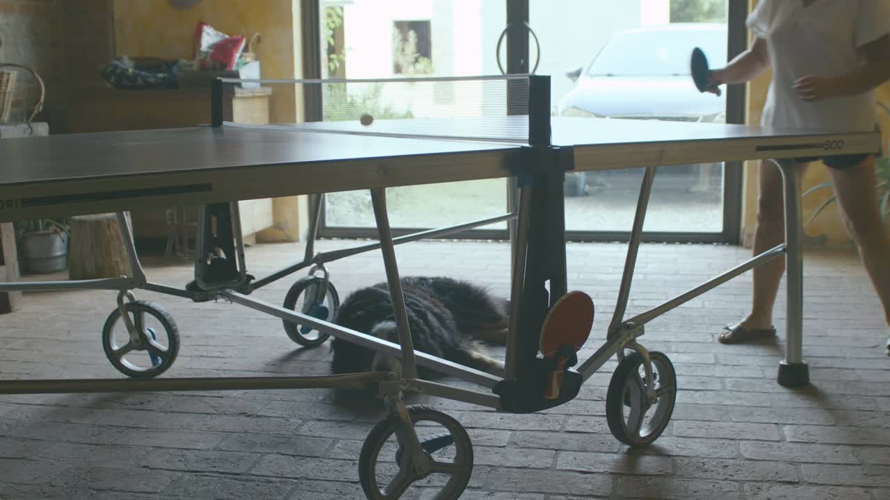 그의 주인이 노는 동안 큰 검은 개는 탁구대 아래에 쉬고, 그는 행복하고 편안하며, 그들은 현관에 있고 유리창을 통해 외부에 주차된 차를 엿볼 수 있습니다