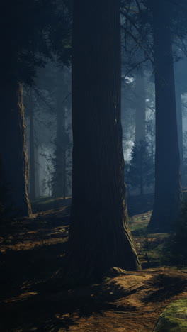 mysterious forest with soft light and towering trees at dusk