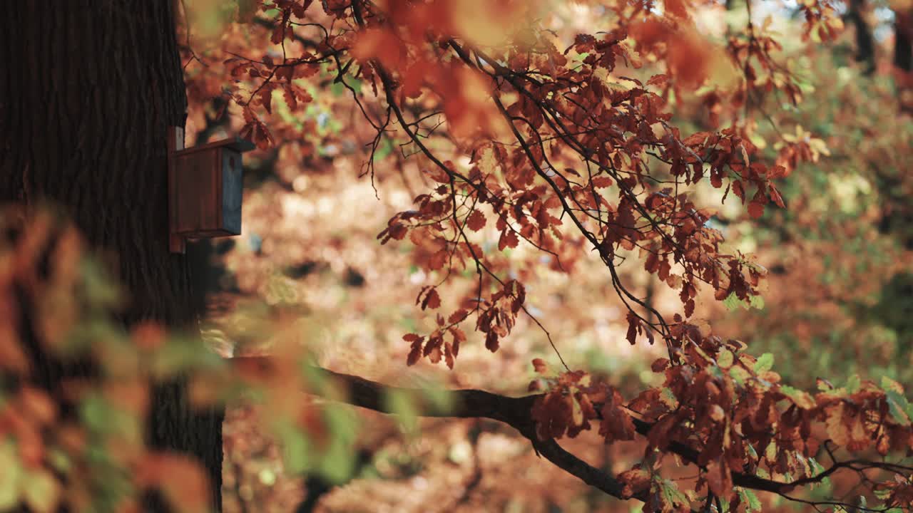 오래된 나무에 새집