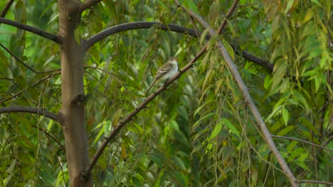 Small-grey-bird-sitting-on-a-tree-branch-with-a-green-background-and-taking-off-it,-close-up-shot,-conservation,-ecology