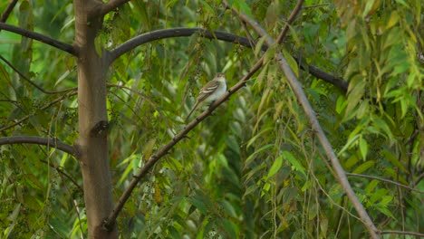 pequeño pájaro gris sentado en una rama de árbol con un fondo verde y sacándolo, primer plano, conservación, ecología