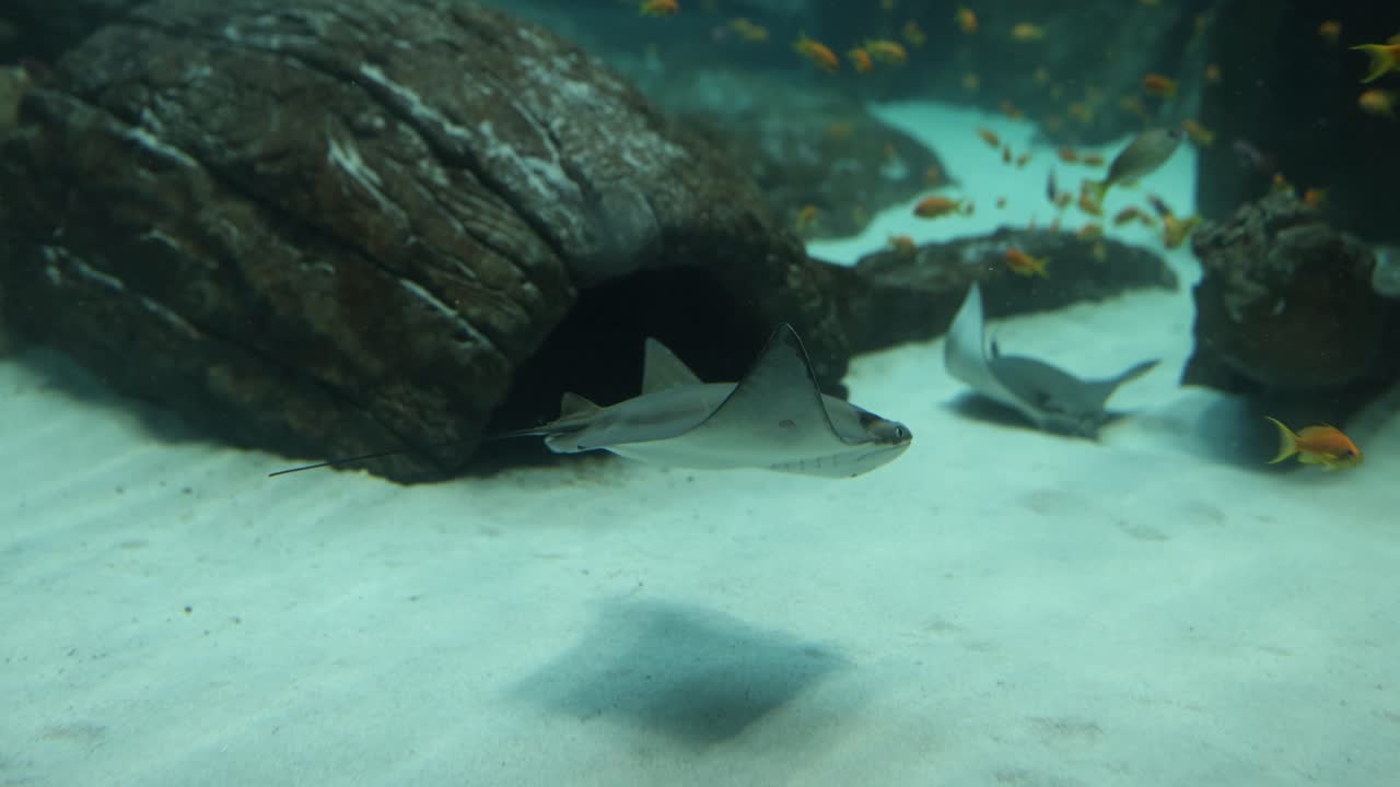 Rays in an aquarium