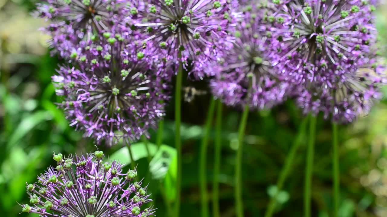 Scatto macro. Fiori in primavera, fotografati a maggio
