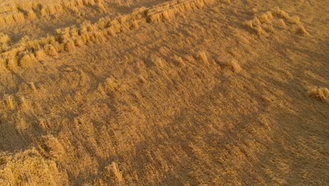 low shot over natural wheat harvest field