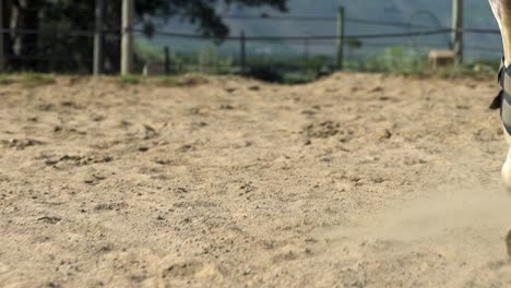 Close-up-shot-of-a-horse's-legs-trotting-on-sand