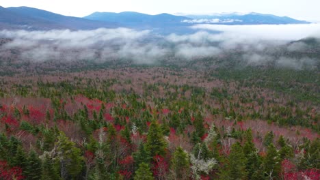 vibrant autumn colored spruce tree tops on the escapement of mount washington, new hampshire, usa