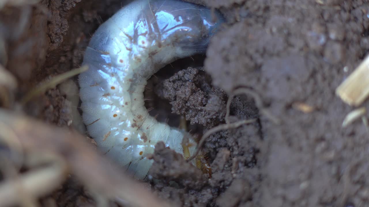 A bull bug (Diloboderus abderus) nesting on garden soil