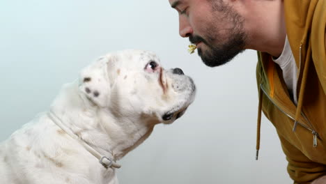 owner ask white boxer dog for his pawn and gives a treat, static view