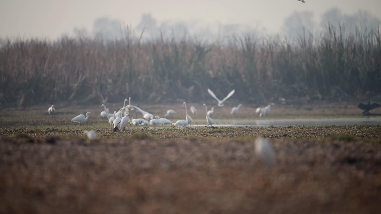 Flock of birds egrets and Spoonbill fishing in wetland area