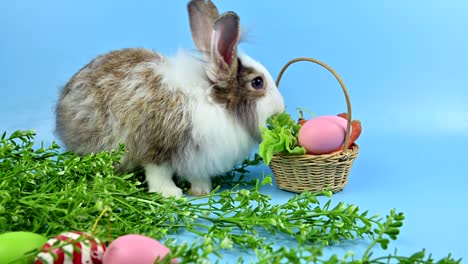 conejo en el fondo de la pantalla azul. animal espiritual y mascota inteligente para la pascua