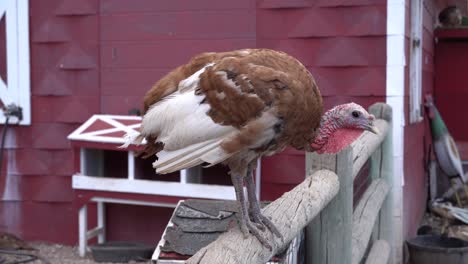 Pavo-Sentado-En-Una-Valla-Frente-A-Un-Granero-Rojo