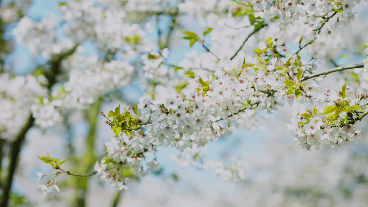 Dof view of cherry tree blooming branch on blue sky