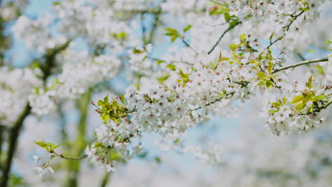 Dof-view-of-cherry-tree-blooming-branch-on-blue-sky