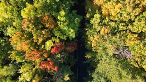 Birds-eye-view-of-Autumn-tree-blowing-in-the-wind-with-a-road-running-in-between