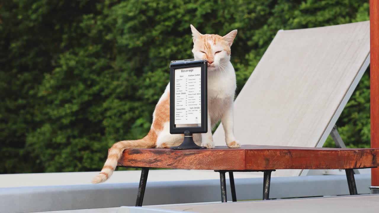 고양이가 야외에서 디지털 태블릿의 화면을 만져요.