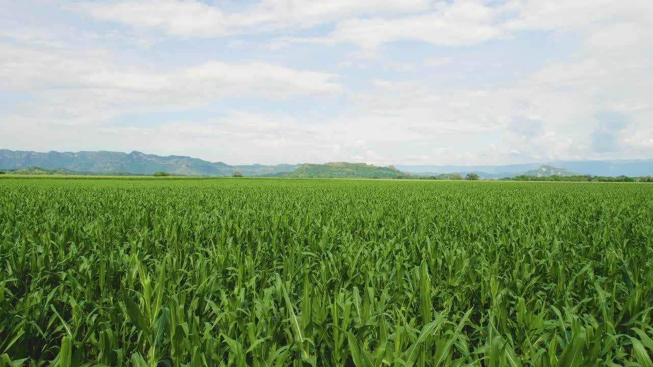 Flying over corn fields in South America