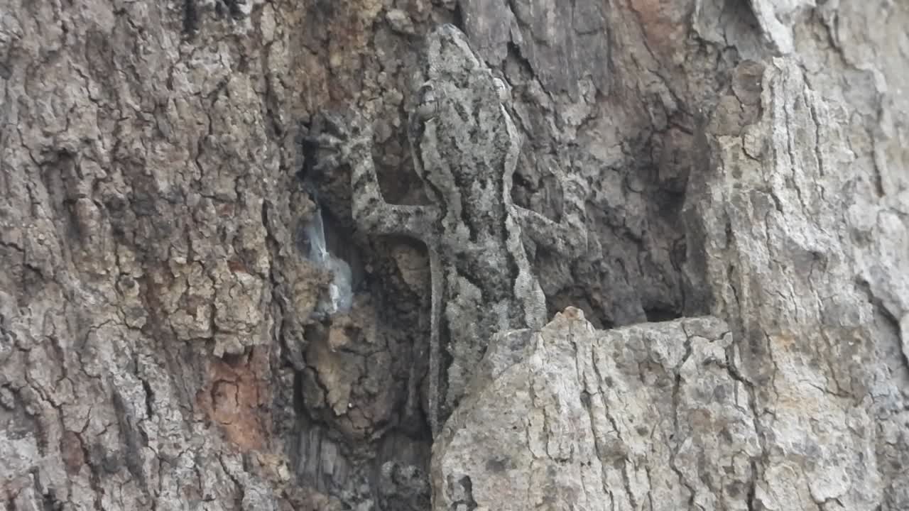 lagarto escondido en el árbol