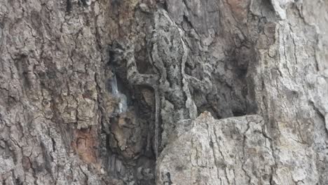 lagarto escondido en el árbol