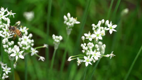 Honigbienen-Fliegen-Von-Blüte-Zu-Blüte-Und-Sammeln-Nektar-Und-Pollen