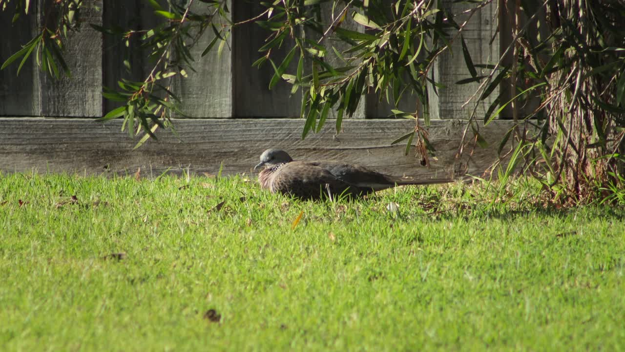 Spotted Dove in a Backyard