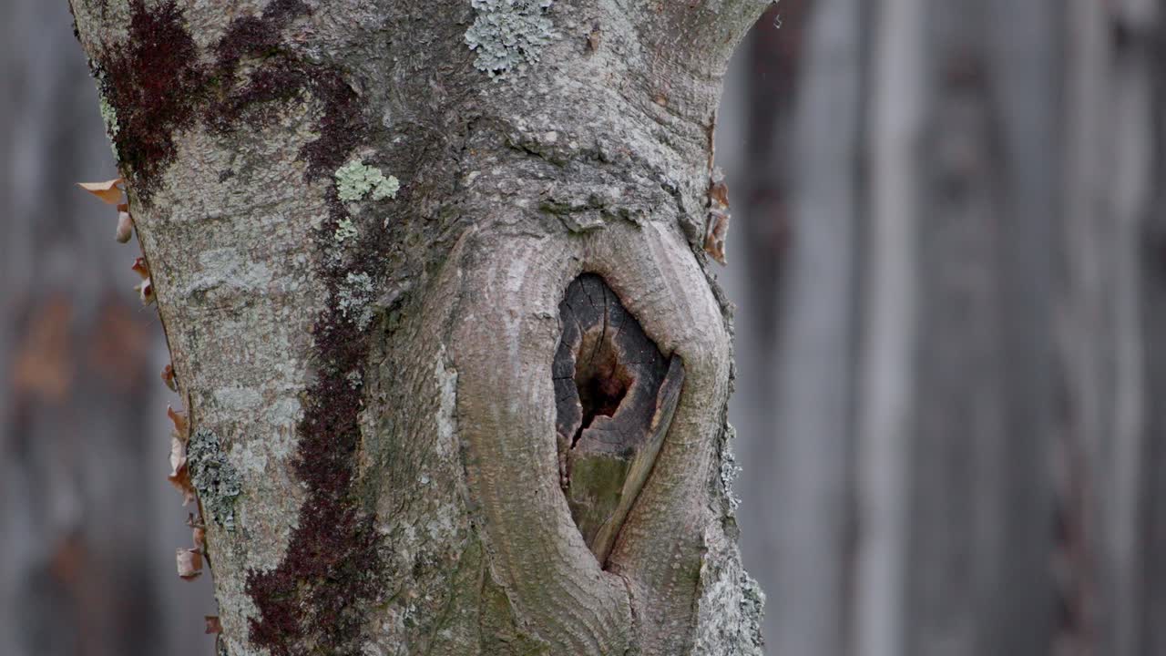 tita azul eurasiática volando dentro y fuera del agujero de anidación en el tronco del árbol