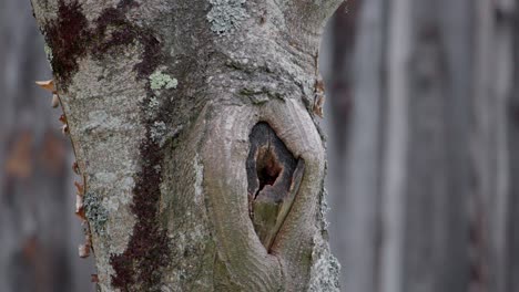 tita azul eurasiática volando dentro y fuera del agujero de anidación en el tronco del árbol