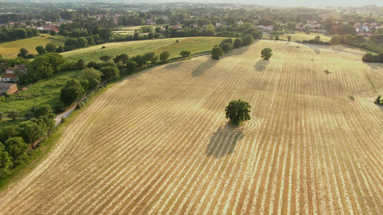 Cinematic Aerial View of Golden Wheat Field with city in the baground