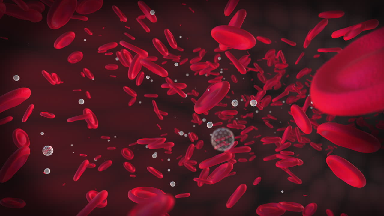 Blood Cell Circulation in Blood Vessels