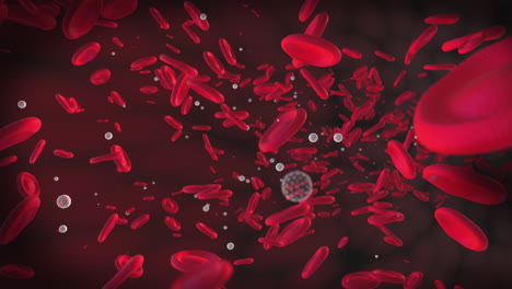 blood cell circulation in blood vessels