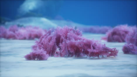 purple and pink soft corals and red sponges