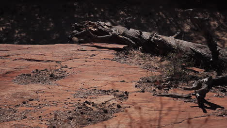 dolly shot of rocky landscape in zion national park