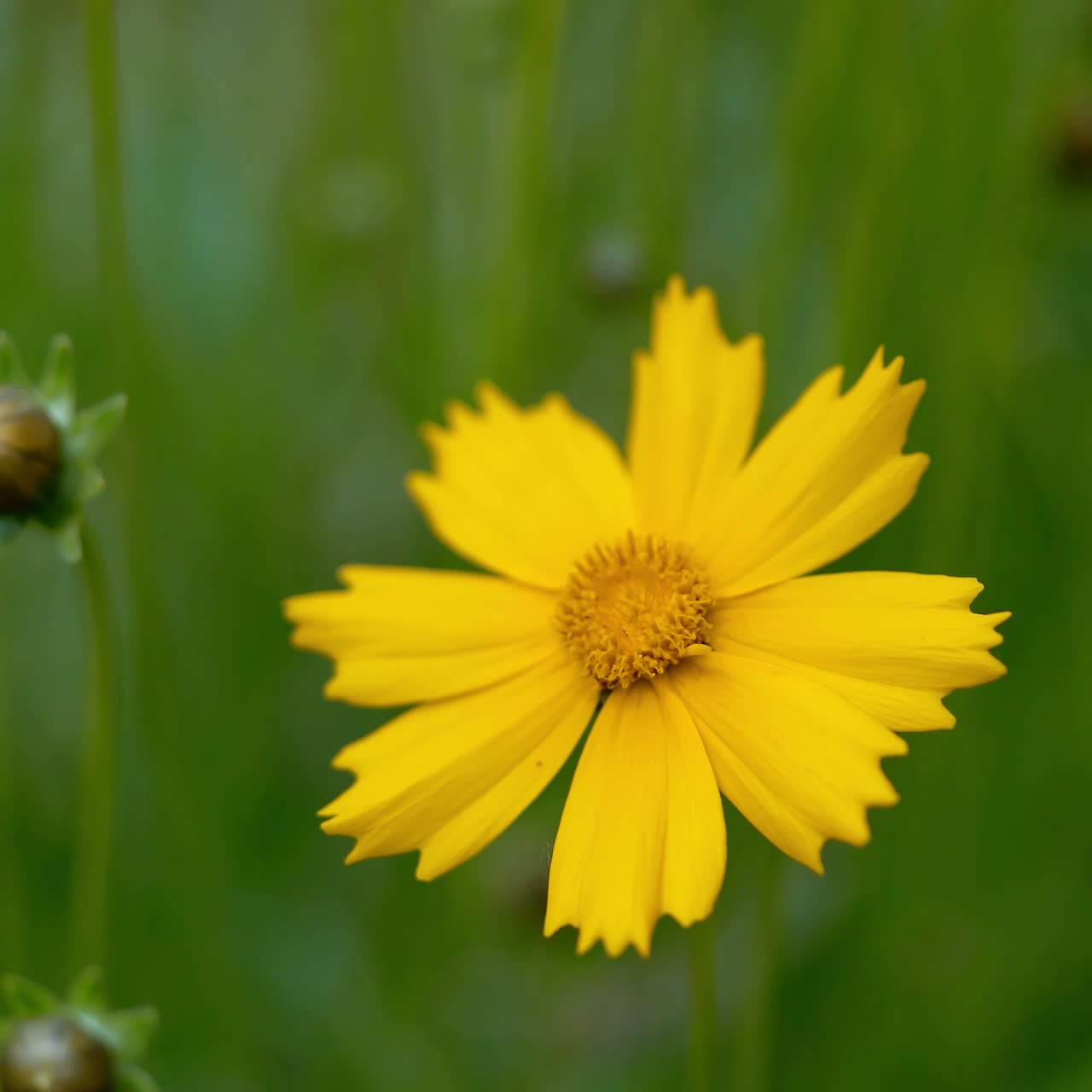 Yellow flowers in garden. Coreopsis. Summer flowers.