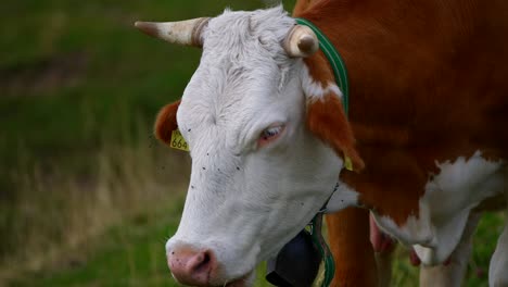 European-white-and-brawn-cow-with-horns-filmed