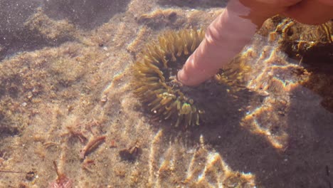 polyp retracts underwater when a female touches it softly below the waters surface