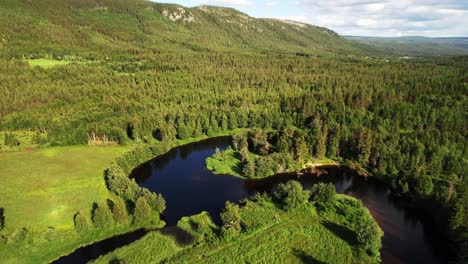 aerial view of river and verdant forest in summer