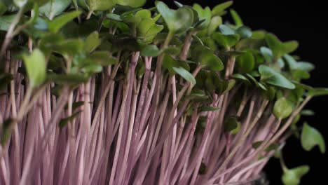 germination of seeds for nutrition. seedlings micro greens