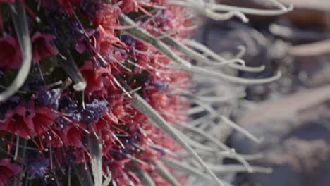 Detailed-close-up-riser-of-vivid-tower-of-jewels-of-Red-Bugloss,-Tenerife-Island