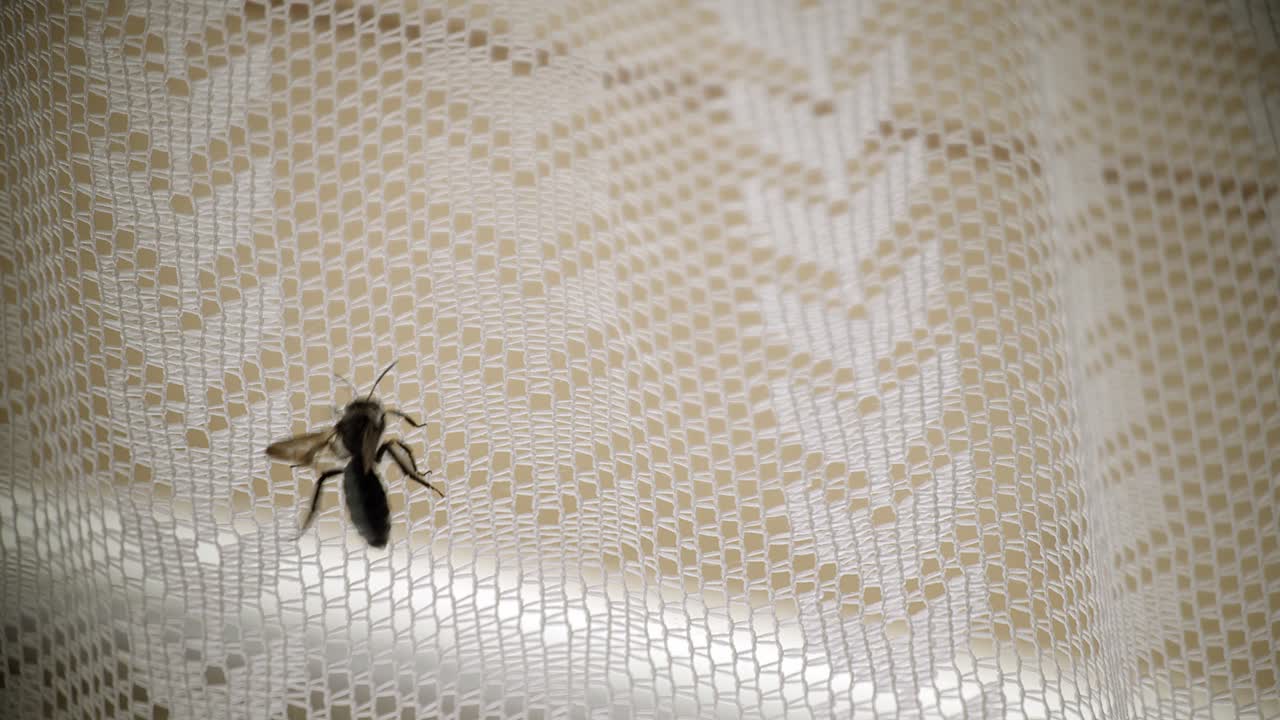 Large fly climbs up interior curtain, close-up