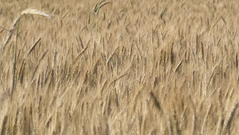 Close-up-of-wheat-field-in-Sweden,-sunny-day