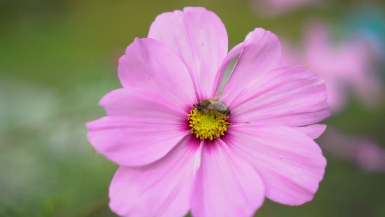 Bee pollinating pink flower, slow motion closeup rack focus