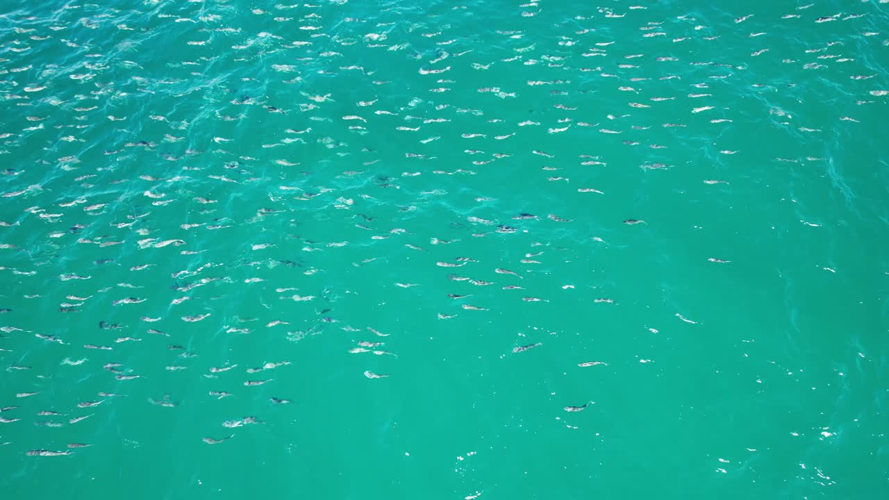 School of Mullet Fish swimming on the surface of the water in Australia