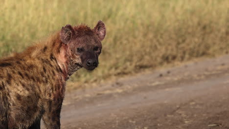 hyena with a blood covered face slowly walking along a road in tanzania after feeding